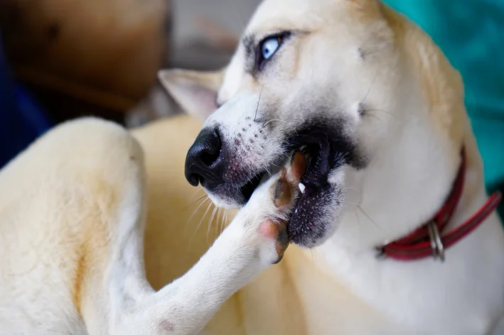 meu cachorro se coça e se lambe muito