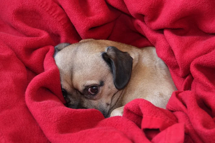 cachorro doente não quer beber água