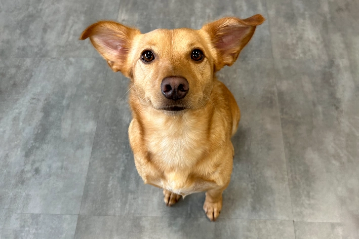 Cachorro vira-lata caramelo sentido com fundo cinza