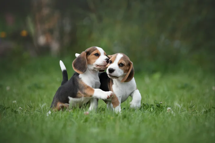 dois cachorros doceis brincando no jardim