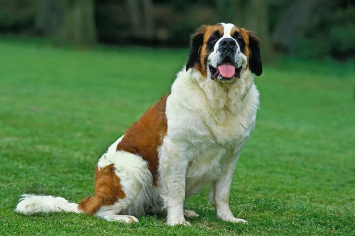 cachorro são bernardo no parque