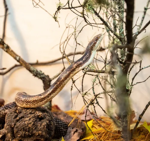 como espantar cobras do jardim