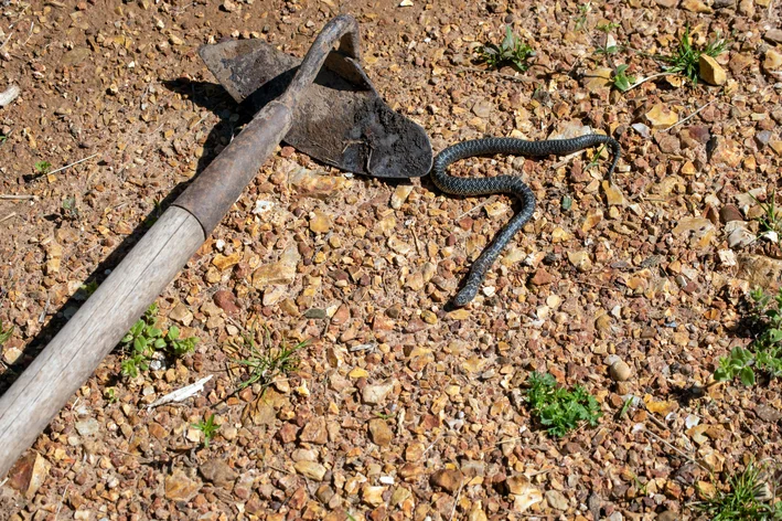 cuidados ao espantar cobras do jardim