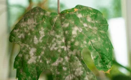 planta com fungos na folha