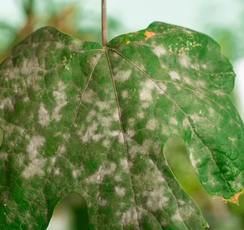 planta com fungos na folha