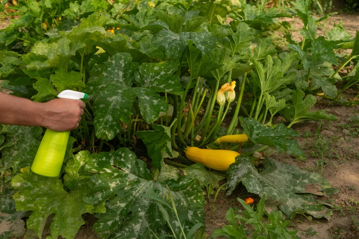 homem tratamento fungo em plantas