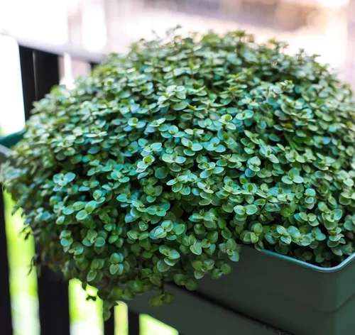 plantas do dinheiro no vaso
