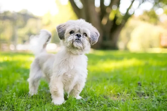 Shih-tzu cachorro dócil no parque