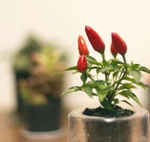 pimenta ornamental