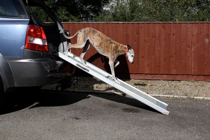 como cuidar de cachorro com artrite