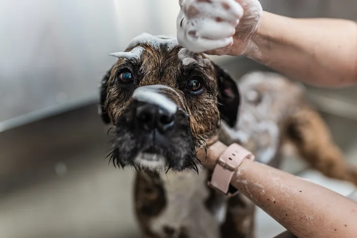 cachorro com mancha preta na pele