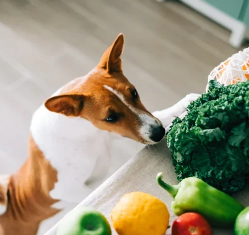 legumes que cachorro pode comer