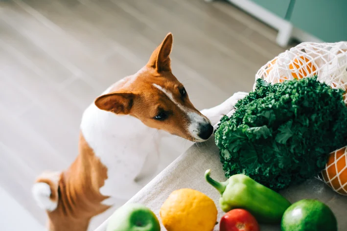 legumes que cachorro pode comer