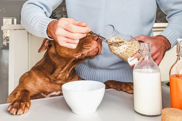 aveia é bom para cachorro