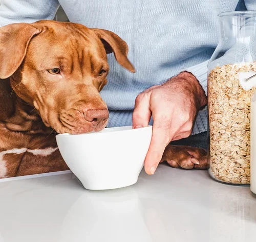 cachorro pode comer aveia