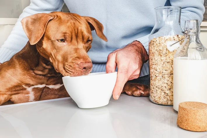 cachorro pode comer aveia