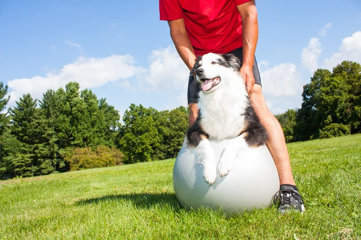 tratamento de artrite em cães