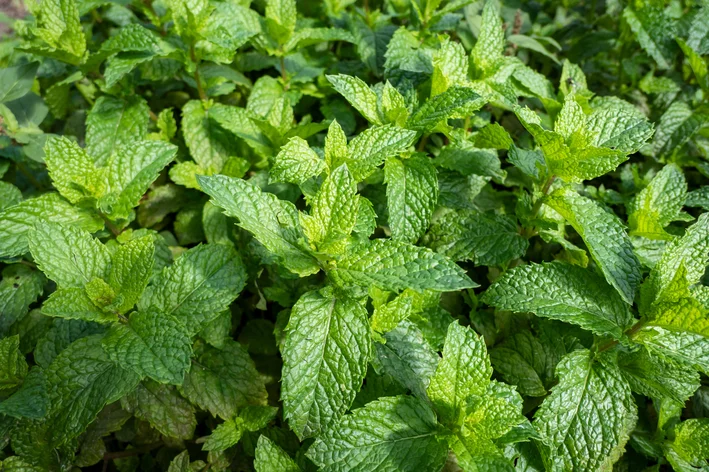 ervas aromáticas menta