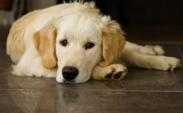 cachorro com artrite deitado