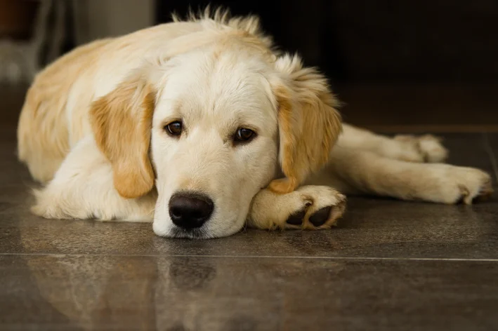 cachorro com artrite deitado