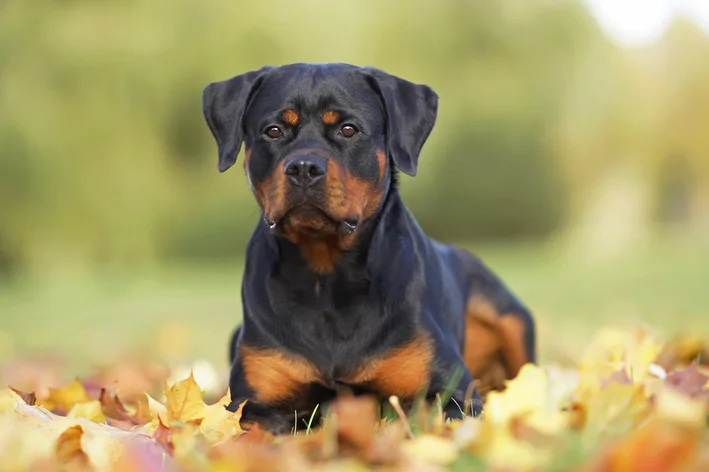 Rottweiler com artrite