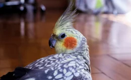 calopsita pérola com a bochecha laranja