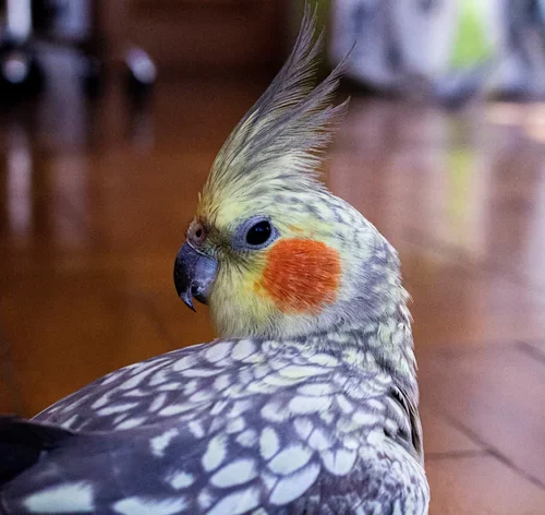 calopsita pérola com a bochecha laranja