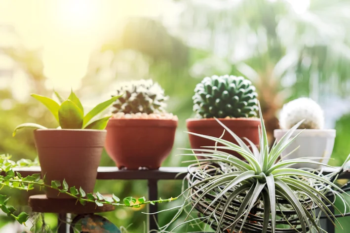 vaso com plantas amareladas