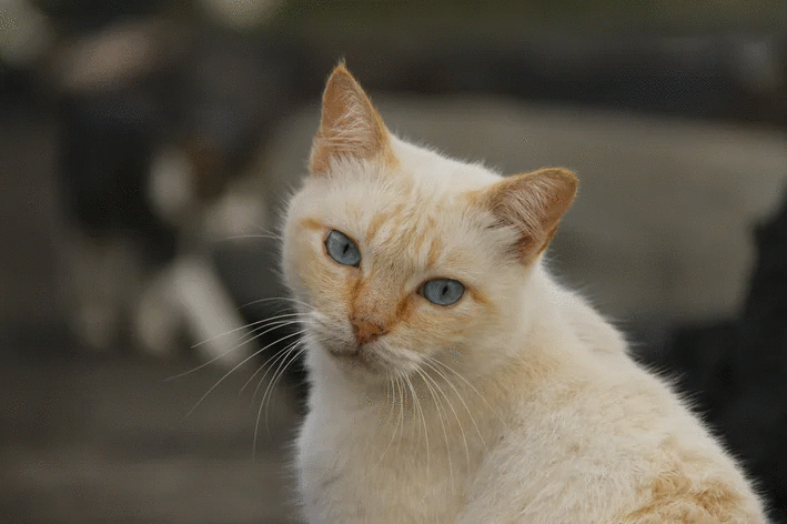 gato amarelo