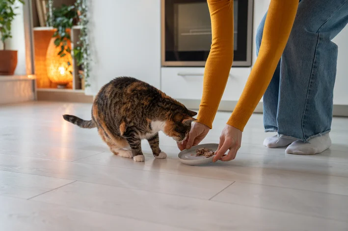 gato comendo ração