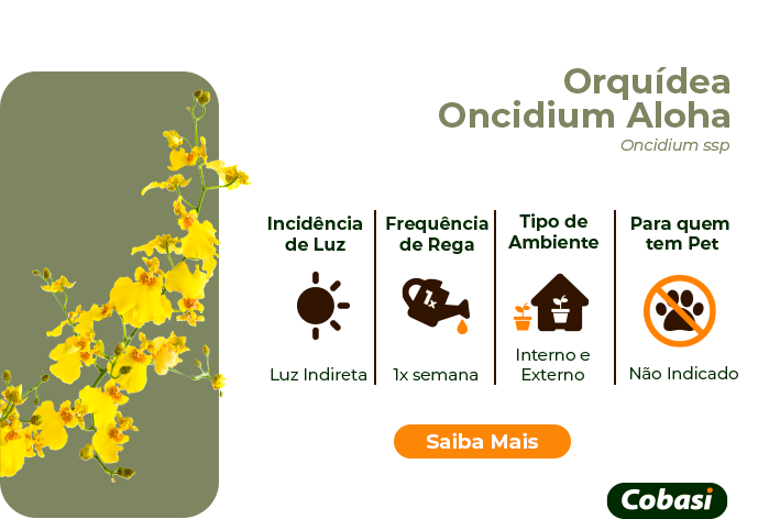 guia de plantas Orquídea Oncidium Aloha