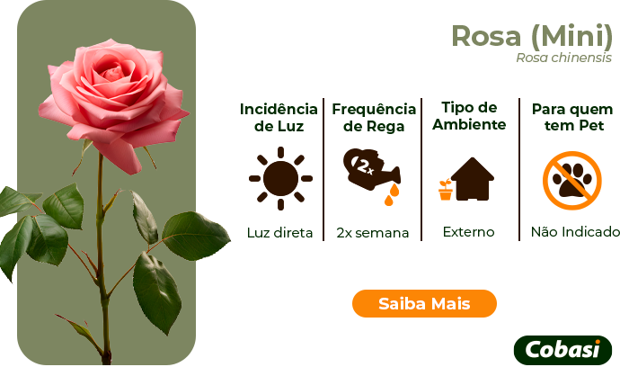 guia de plantas rosas mini