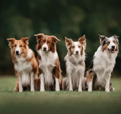 lupus em cachorro capa