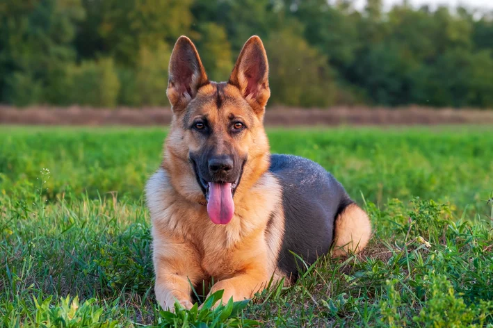 pastor alemão com lúpus em cachorro