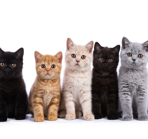 significado-das-cores-dos-gatos