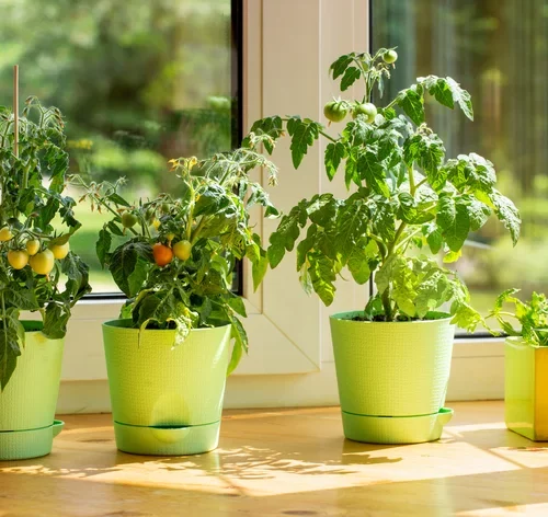 tomate ornamental no vaso
