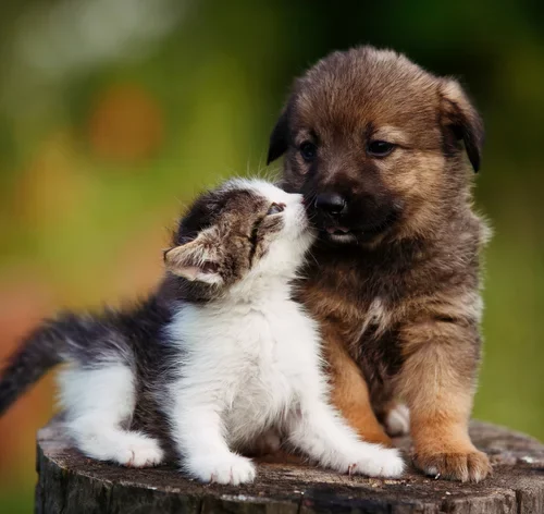 cruzamento de gato com cachorro
