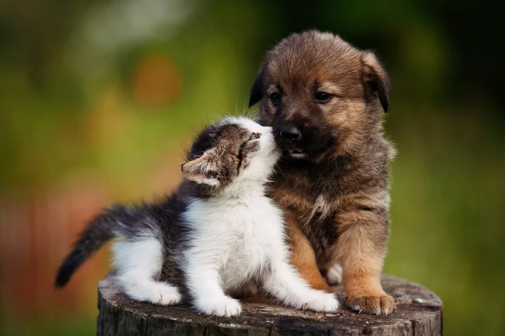 cruzamento de gato com cachorro