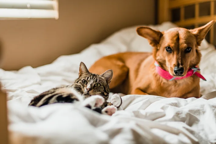 cruzamento de cachorro com gato 