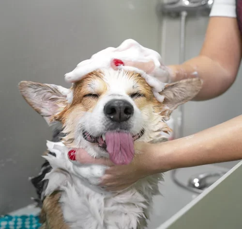 melhores shampoos para cachorros