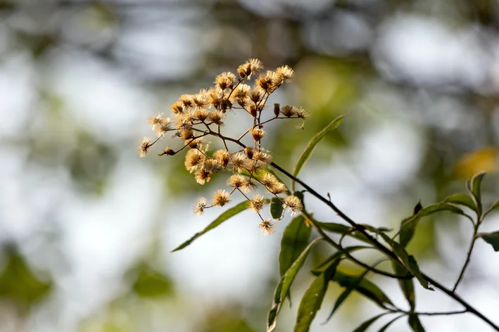 planta assa-peixe 