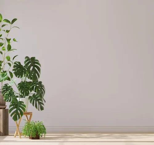 planta que purifica o ar