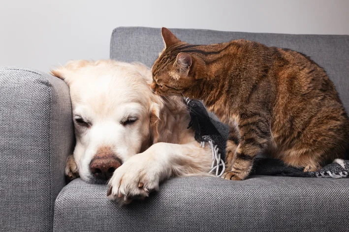 filhote de cruzamento de gato com cachorro