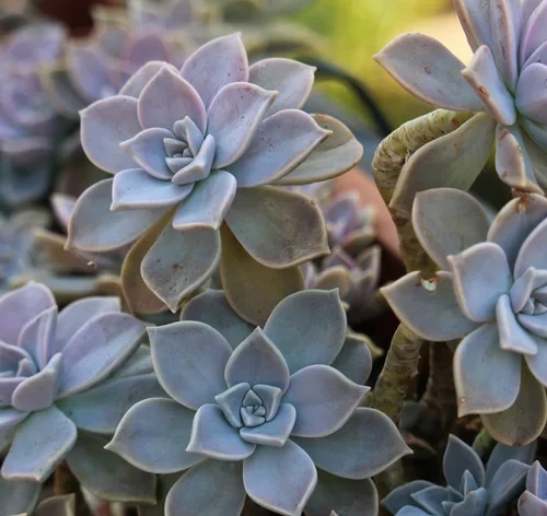 planta fantasma