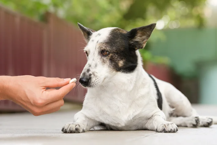 Paracetamol é tóxico para cães