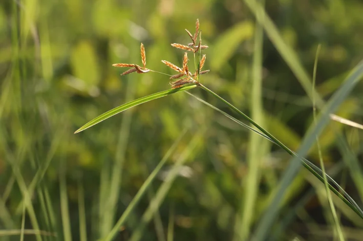 Cyperus rotundus