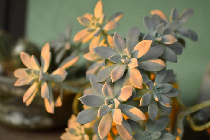 planta-fantasma Graptopetalum paraguayense