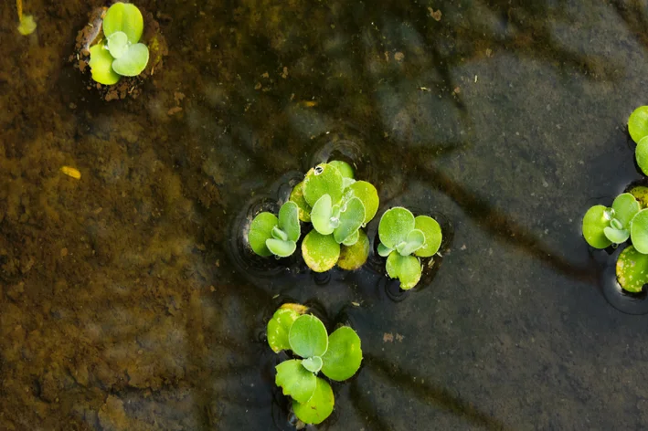 alface d´água no lago