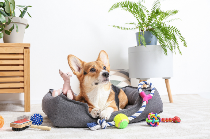 imagem de Quiz: Qual o brinquedo ideal para o meu cachorro?