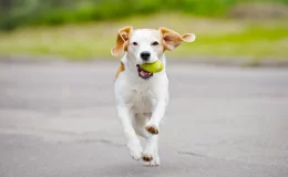 cachorro hiperativo brincando com uma bolinha